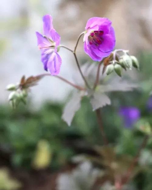 Geranium maculatum 'Schokoprinz', Gefleckter Storchschnabel