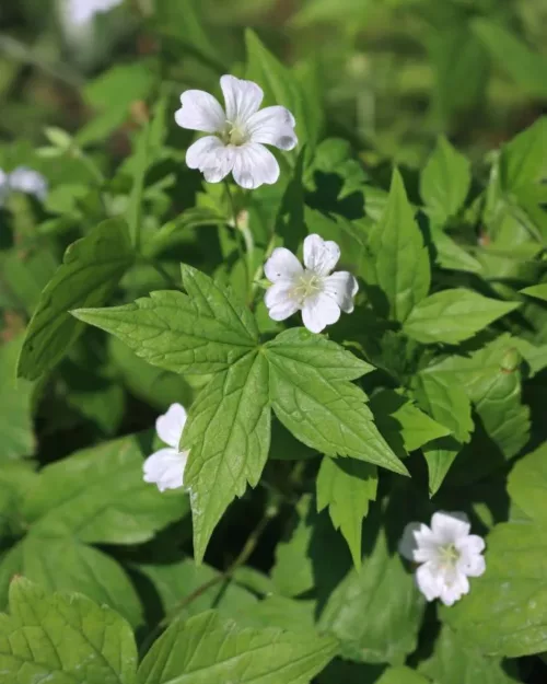 Geranium nodosum 'Silverwood', Bergwald-Storchschnabel