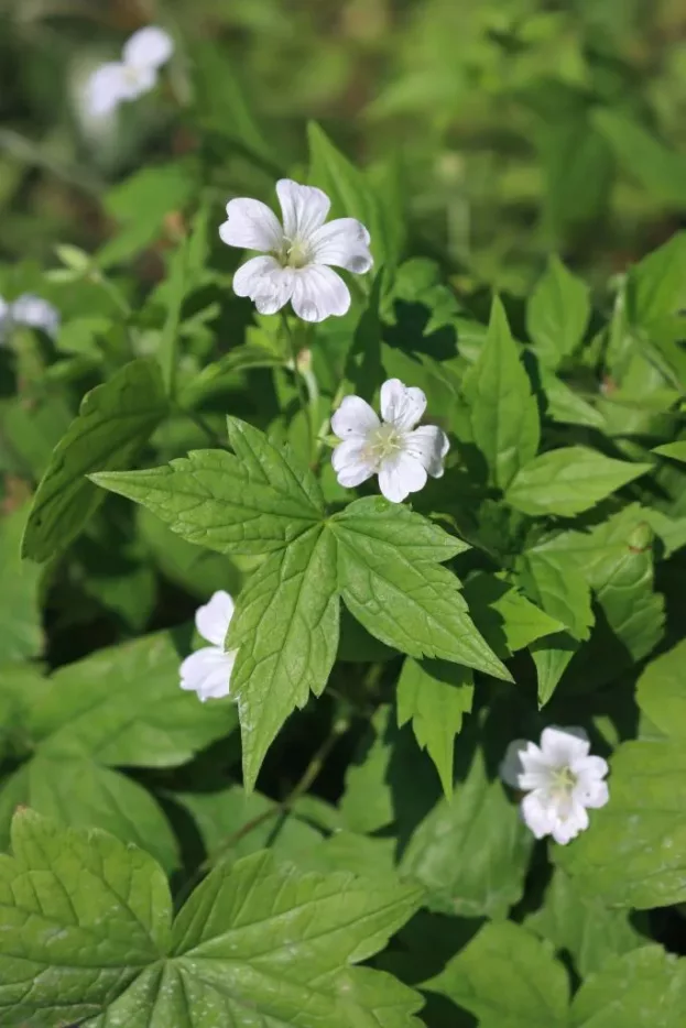 Geranium nodosum 'Silverwood', Bergwald-Storchschnabel