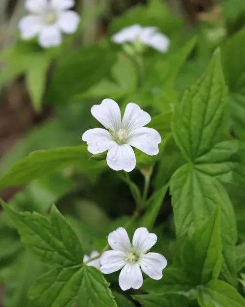 Geranium nodosum 'Silverwood', Bergwald-Storchschnabel