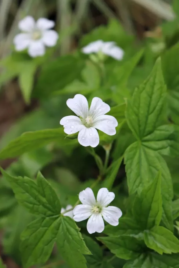 Geranium nodosum 'Silverwood', Bergwald-Storchschnabel