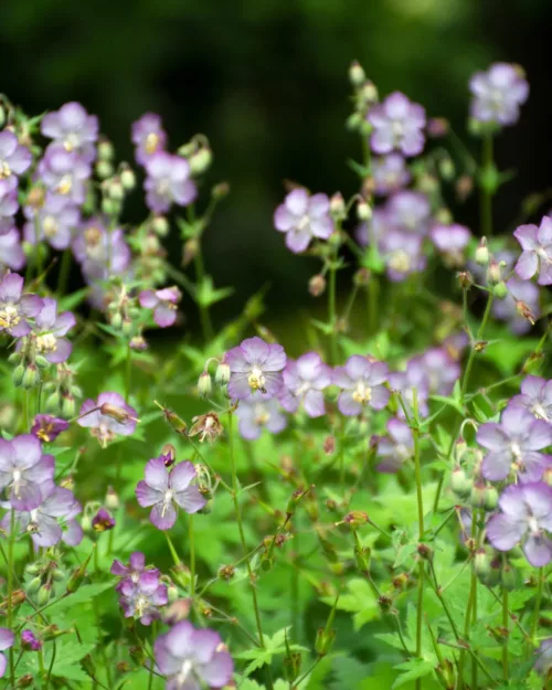 Geranium phaeum ssp lividum, Brauner Storchschnabel