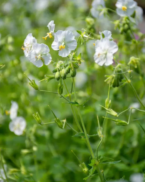 Geranium phaeum 'Album', Brauner Storchcshnabel