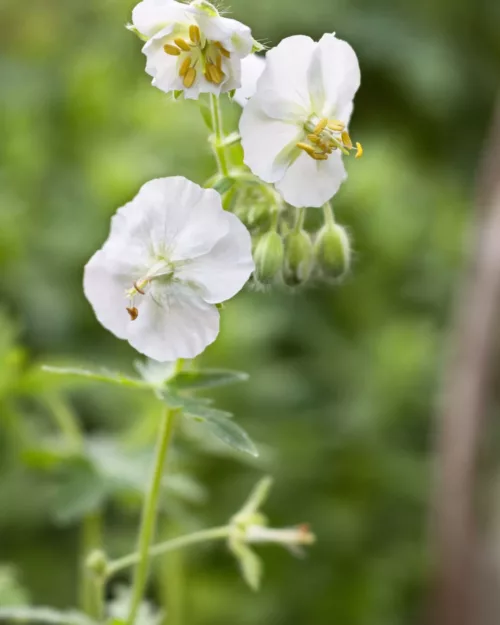 Geranium phaeum 'Album', Brauner Storchcshnabel