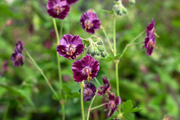 Geranium phaeum 'Samobor', Brauner Storchschnabel