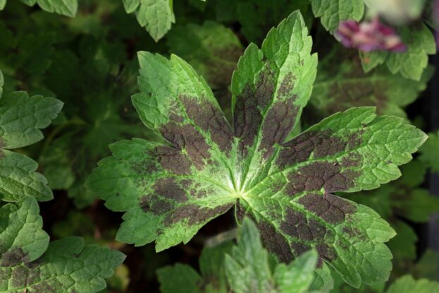 Geranium phaeum 'Samobor', Brauner Storchschnabel