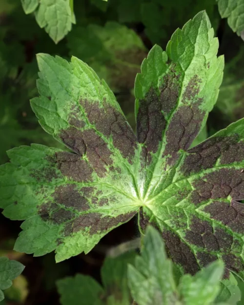 Geranium phaeum 'Samobor', Brauner Storchschnabel