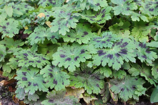 Geranium phaeum 'Samobor', Brauner Storchschnabel