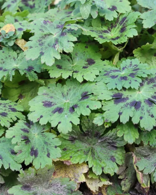 Geranium phaeum 'Samobor', Brauner Storchschnabel