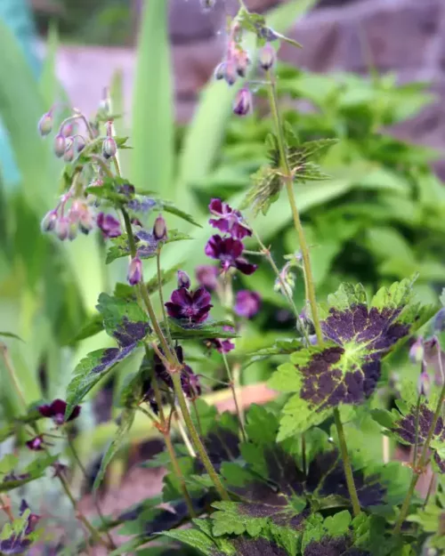 'Geranium phaeum Samobor', Brauner Storchschnabel