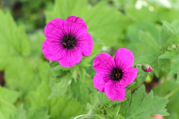 Geranium psilosteum 'Dragon Heart', Armenischer Storchschnabel