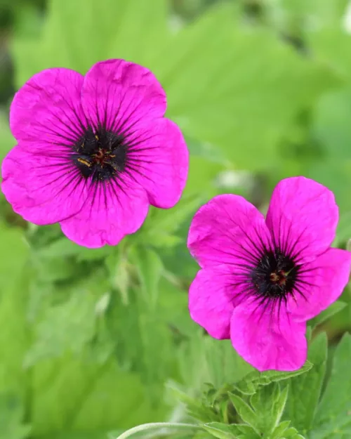 Geranium psilosteum 'Dragon Heart', Armenischer Storchschnabel