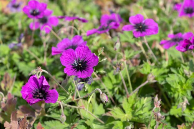 Geranium psilosteum 'Dragon Heart', Armenischer Storchschnabel