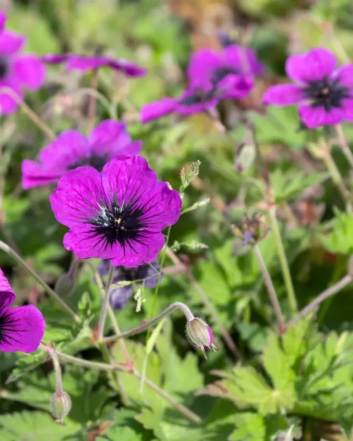 Geranium psilosteum 'Dragon Heart', Armenischer Storchschnabel