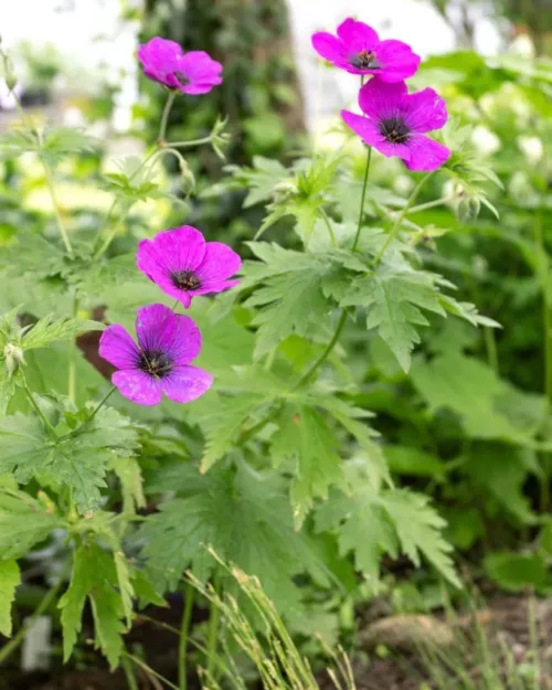 Geranium psilosteum 'Dragon Heart', Armenischer Storchschnabel