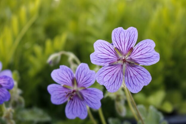 Geranium renardii 'Terre Franche', Kaukasus-Storchschnabel