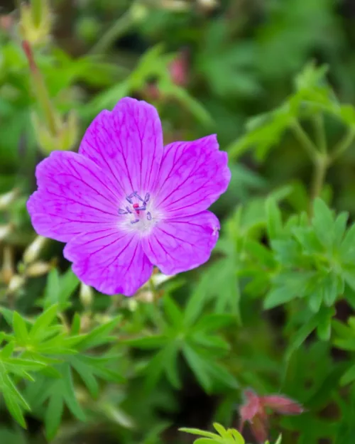 Geranium sanguineum, Blutroter Storchschnabel