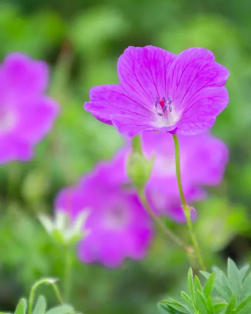 Geranium sanguineum, Blutroter Storchschnabel