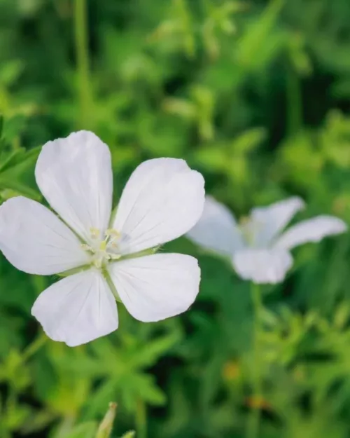 Geranium sanguineum 'Album', Blutroter Storchschnabel