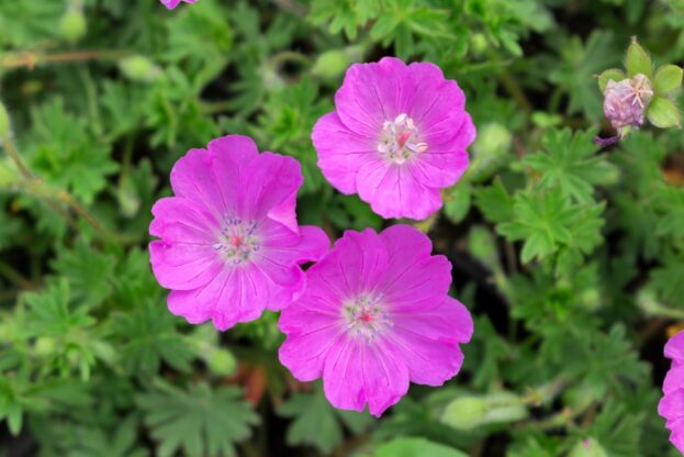 Geranium sanguineum 'Max Frei', Blutroter Storchschnabel