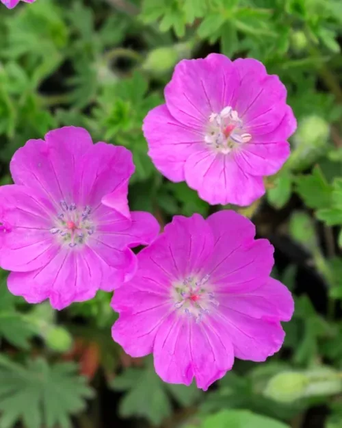 Geranium sanguineum 'Max Frei', Blutroter Storchschnabel