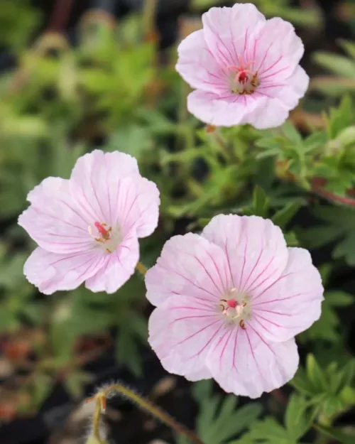 Geranium sanguineum var. striatum, Blutroter-Storchschnabel