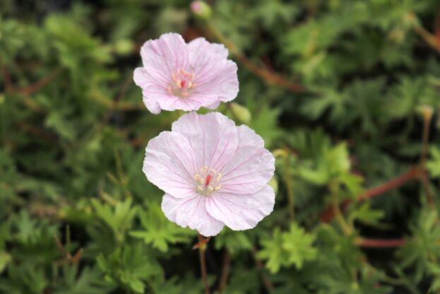 Geranium sanguineum var. striatum, Blutroter-Storchschnabel