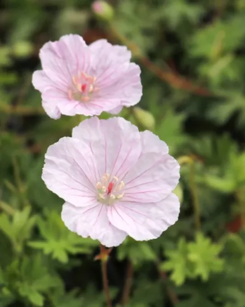 Geranium sanguineum var. striatum, Blutroter-Storchschnabel