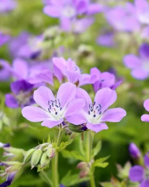 Geranium 'Mayflower', Storchschnabel