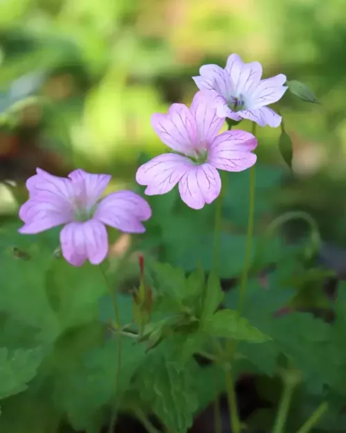 Geranium versicolor, Verschiedenfärbiger Storchschnabel
