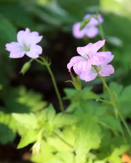 Geranium versicolor, Verschiedenfärbiger Storchschnabel