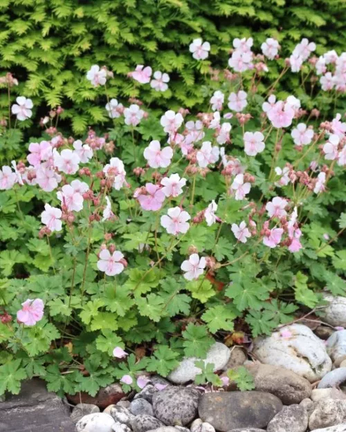 Geranium cantabrigiense 'Biokovo'