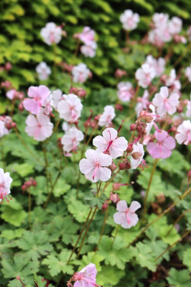 Geranium cantabrigiense 'Biokovo'