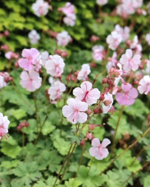 Geranium cantabrigiense 'Biokovo'