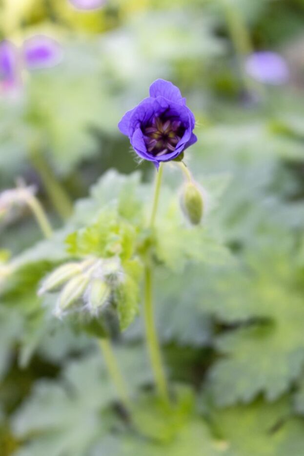 Geranium 'Rosemoor', Storchschnabel