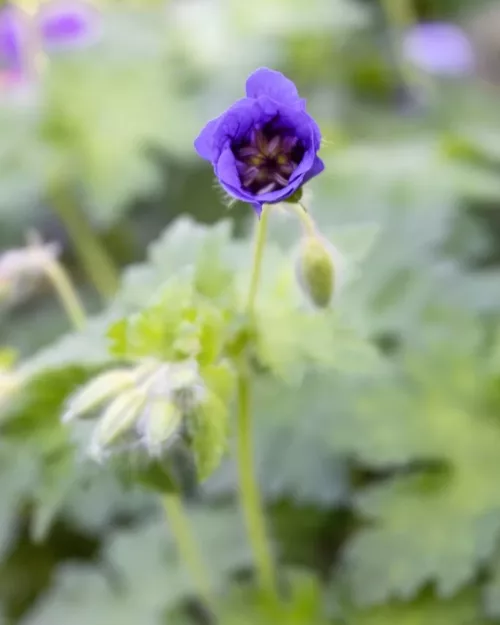 Geranium 'Rosemoor', Storchschnabel