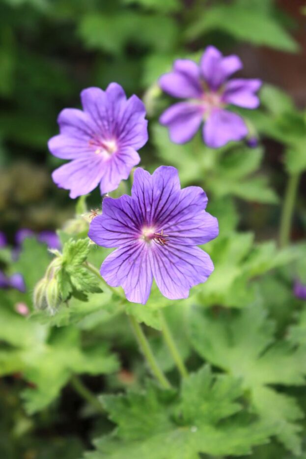 Geranium 'Rosemoor', Storchschnabel