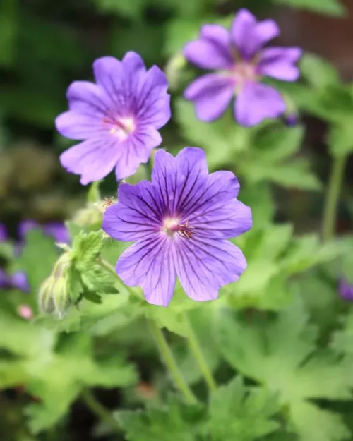 Geranium 'Rosemoor', Storchschnabel
