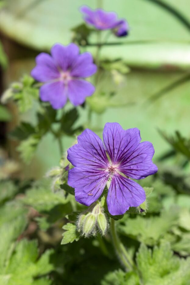 Geranium 'Rosemoor', Storchschnabel