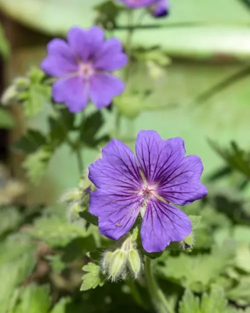 Geranium 'Rosemoor', Storchschnabel