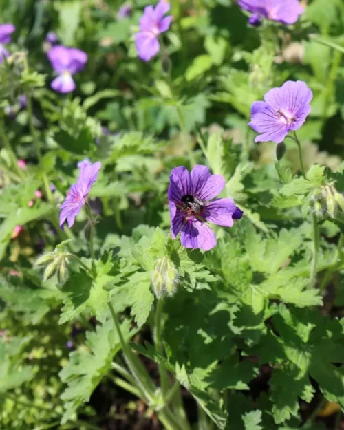 Geranium 'Rosemoor', Storchschnabel