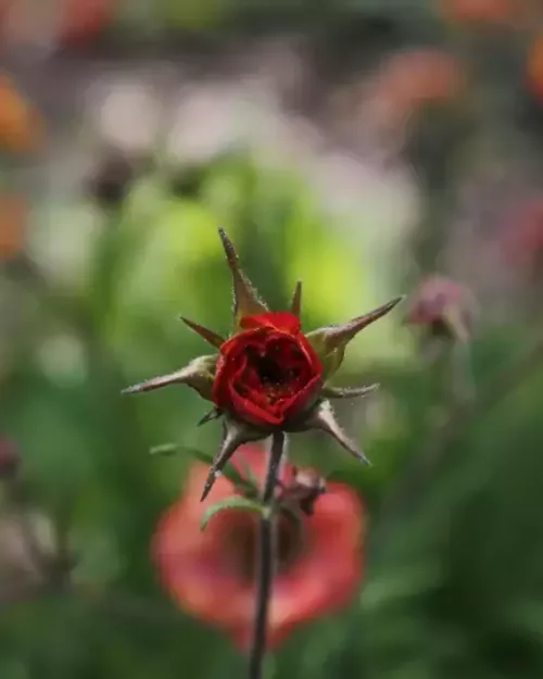 Geum 'Nonna, Nelkenwurz