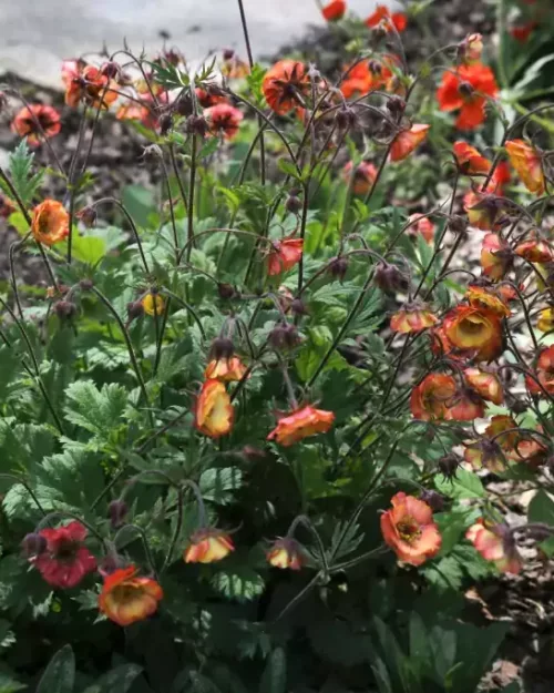 Geum 'Nonna, Nelkenwurz