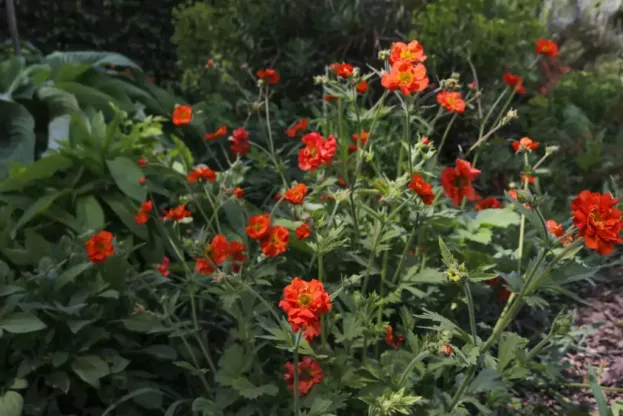 Geum 'Tempest Scarlet', Nelkenwurz