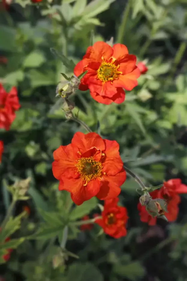 Geum 'Tempest Scarlet', Nelkenwurz
