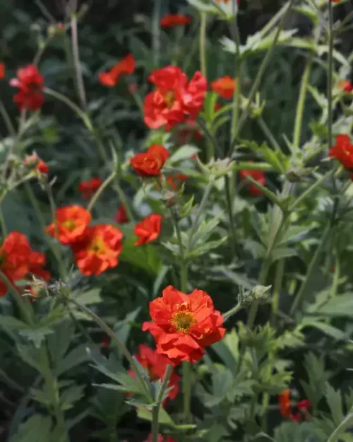 Geum 'Tempest Scarlet', Nelkenwurz
