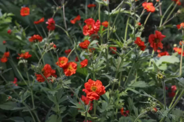 Geum 'Tempest Scarlet', Nelkenwurz