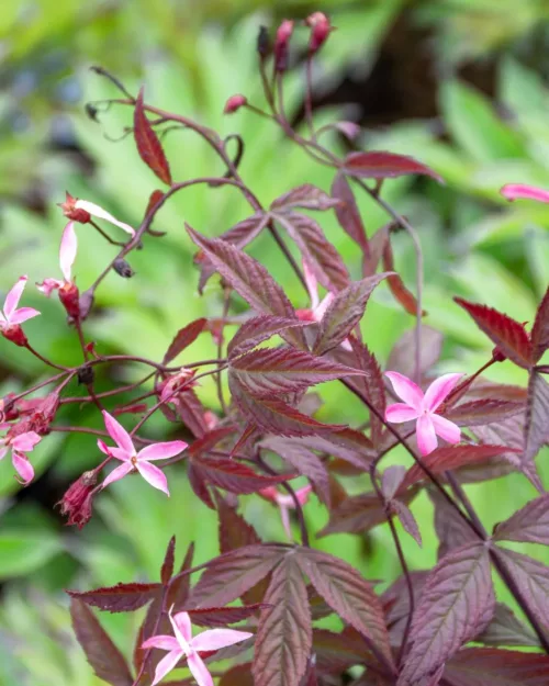 Gillenia 'Pink Profusion', Dreiblattspiere