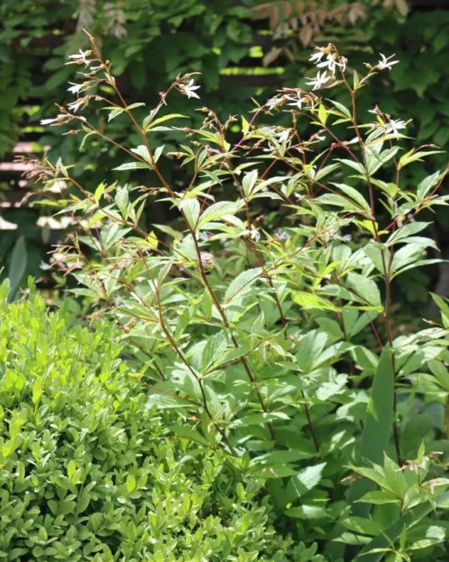 Gillenia trifoliata, Dreiblattspiere