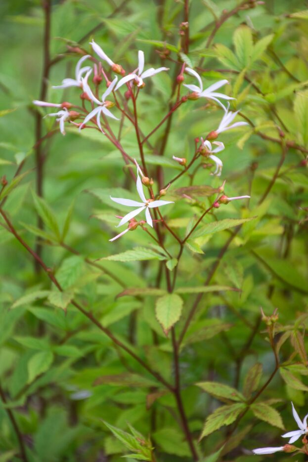 Gillenia trifoliata, Dreiblattspiere